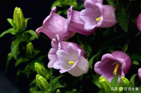 風鈴草花語|花語傳說：風鈴草的花語與傳說